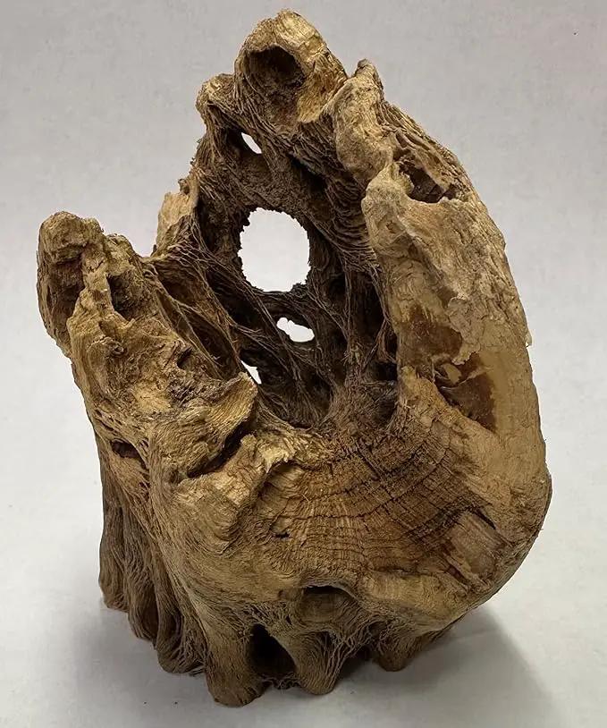 3 Natural Cholla Wood Air Plant Display Holders Individually Unique Round Decorative Stands (3 Pack Cholla Rounds) by GreenHaven Gardens