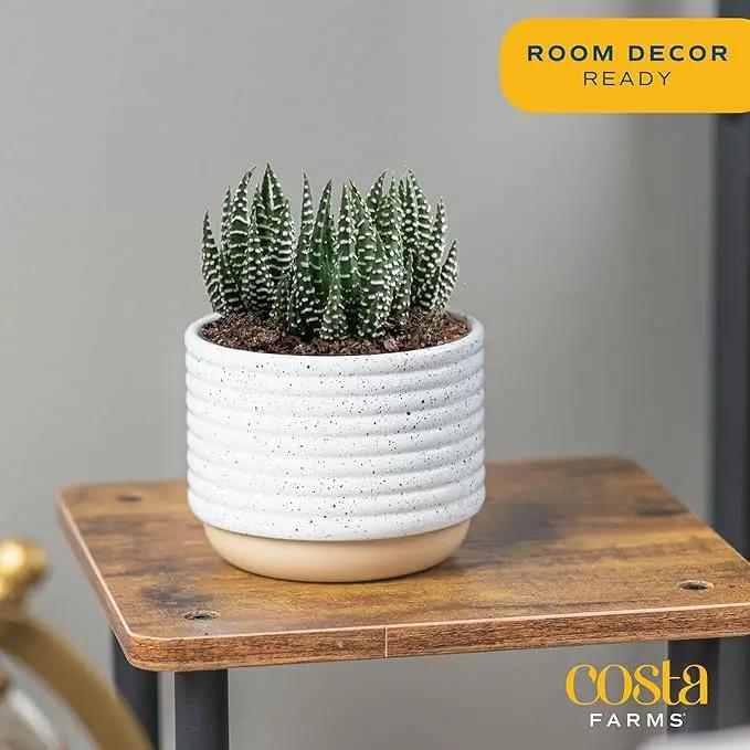 Costa Farms Live Succulent, Easy to Grow Haworthia Plant in Planter Pot, Succulent Houseplant in Potting Soil, Indoors Garden Gift, Cacti Room Décor and Home Décor, 4-Inches Tall by GreenHaven Gardens