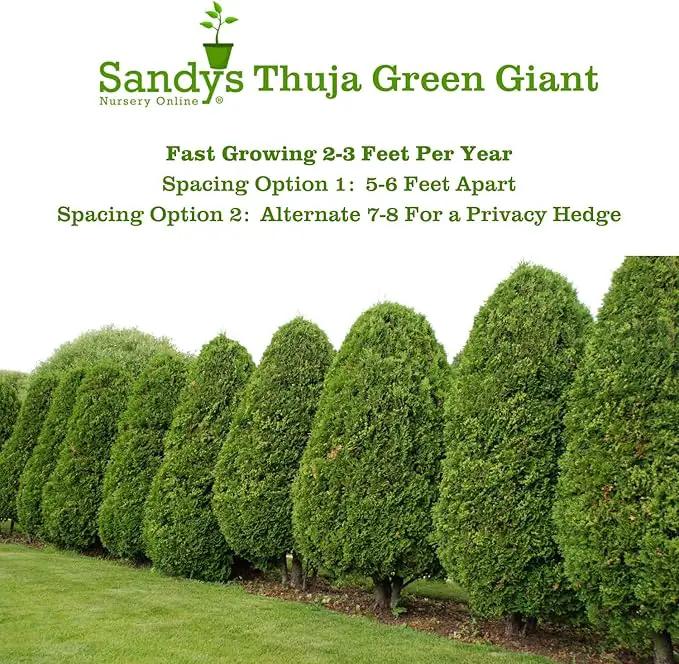 Thuja Green Giant Arborvitae Lot of 20, 3 Inch Pot by GreenHaven Gardens