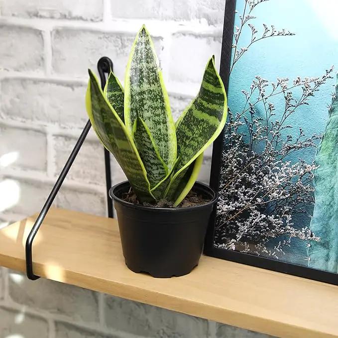 Essential Houseplant Collection (3PK) Live Plants Indoor Plants Live Houseplants in Plant Pots, Easy House Plants Indoors Live, Snake Plant, Pothos in Potting Soil, Clean Air Plants by Plants for Pets by GreenHaven Gardens