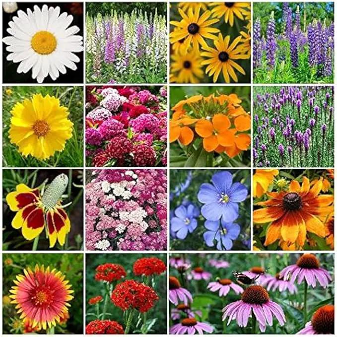 Dirt Goddess Super Seeds~ All Perennial Wildflower Seed Mix (1 LB) 375,000 Seeds by GreenHaven Gardens