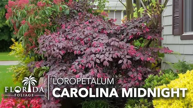 Loropetalum Carolina Midnight | 40 Live Plants | Loropetalum Chinense | Purple Foliage Shrub | Ornamental Landscape Bush | Fast Growing Plants by GreenHaven Gardens