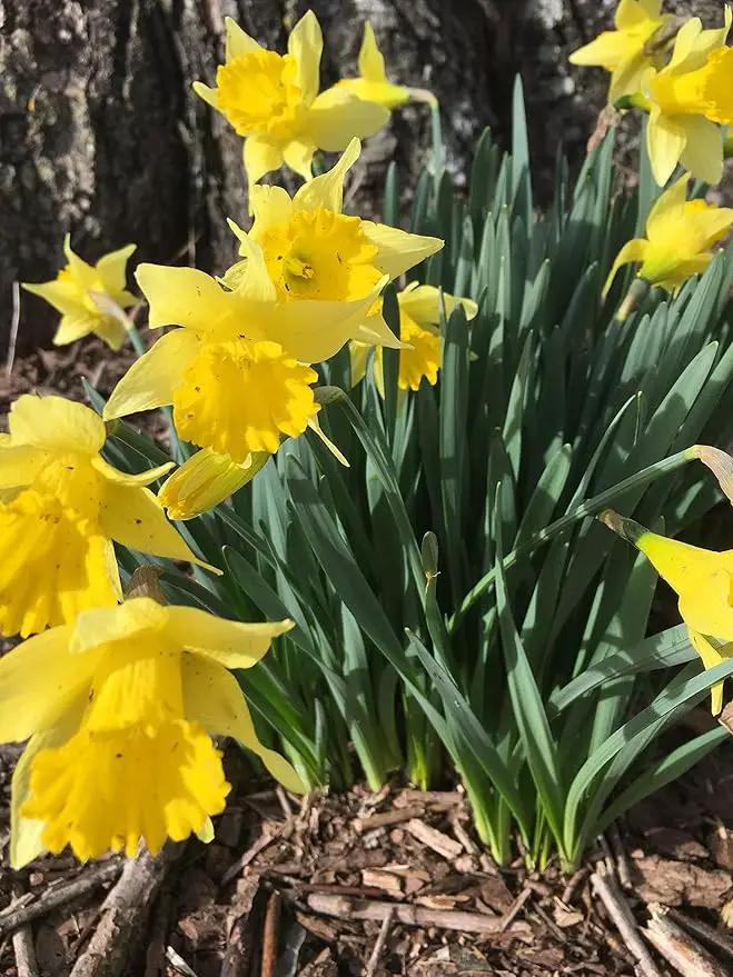 Dutch Master Daffodils (25 Bulbs) - Yellow Daffodil Narcissus Bulbs by GreenHaven Gardens