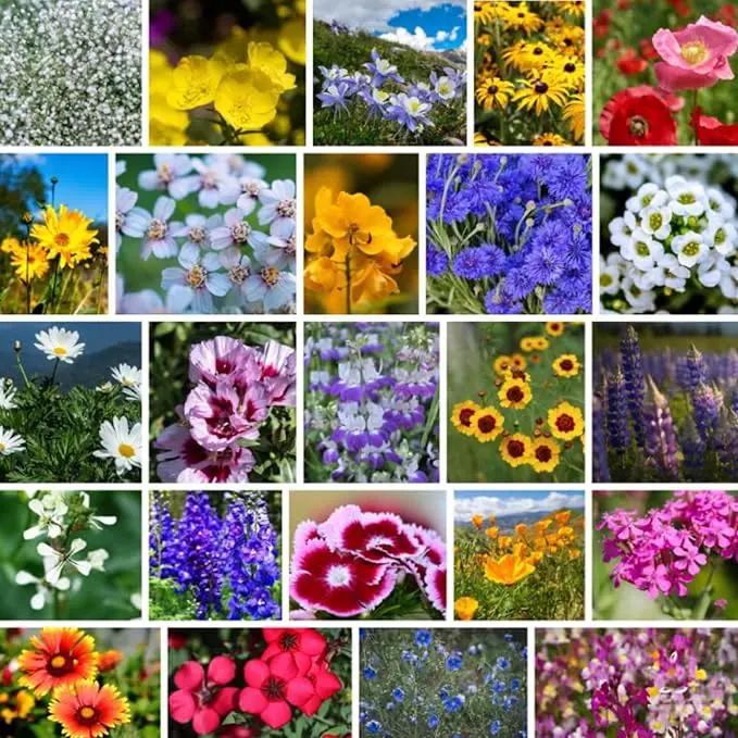 Pacific Northwest Wildflower Seeds - 1 Lb ~640,000 + Non-GMO Seed - 25 Varieties Including Poppy, Larkspur, Daisy & More - Pollinator Mix for Planting Outdoors by GreenHaven Gardens