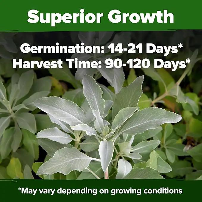 HOME GROWN White Sage Seeds 646 Pack 𝗡𝗢𝗡-𝗚𝗠𝗢, 𝗨𝗦𝗔-𝗦𝗢𝗨𝗥𝗖𝗘𝗗 Heirloom Seeds - Grow Aromatic Sage Plants for Your Herb Seeds Garden with Sage for Planting Outdoor or Indoor (Salvia apiana)