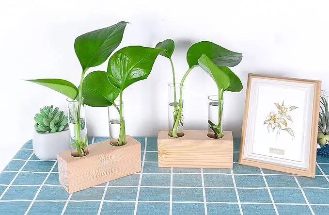Ivolador Propagation Stations Double Test Tube Plants Terrariums in Wooden Stand Propagation Station for Hydroponic Plants Office Home Decoration by GreenHaven Gardens