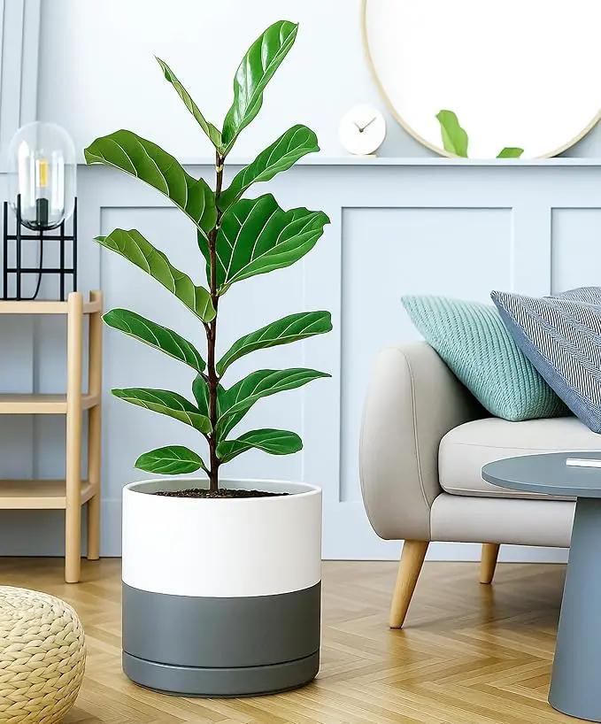D'vine Dev 12 Inch Ceramic Planter Pot with Drainage Hole and Saucer, Indoor Cylinder Round Planter Pot, White/Speckled Grey, 94-O-F-6 by GreenHaven Gardens