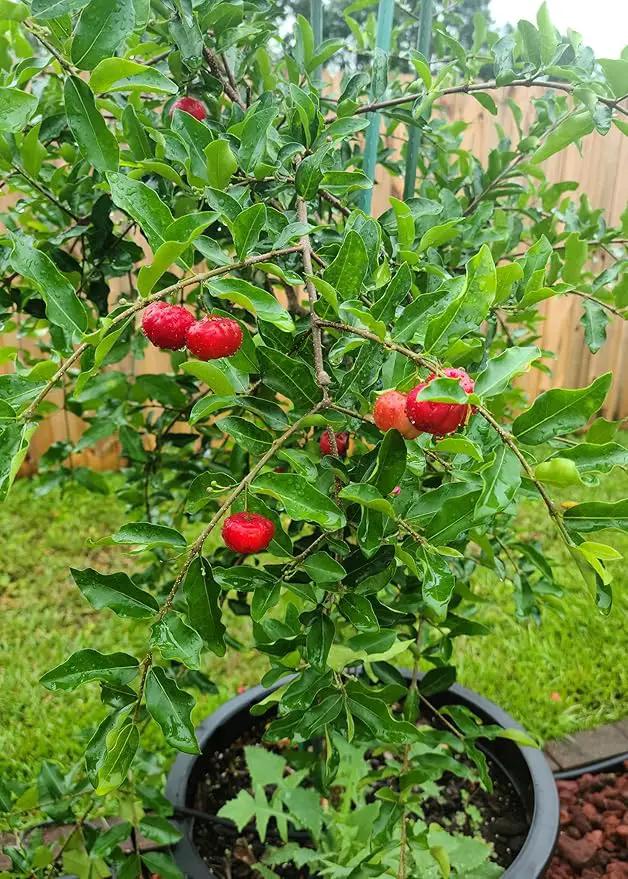 Barbados Cherry Potting Mix - Promote Strong Roots and Abundant Yields with Our Premium Blend - 4 Quart by GreenHaven Gardens