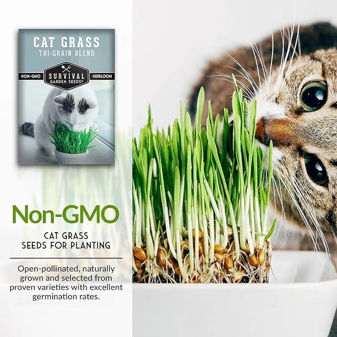 Cat Grass Seed for Planting - Packet with Instructions to Plant & Grow Greens for Your Pet Indoors or Outdoors in a Container or Garden - Non-GMO Heirloom Variety - Survival Garden Seeds by GreenHaven Gardens