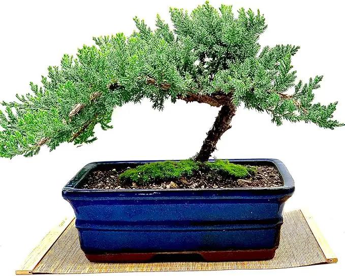 Live Dwarf Juniper Bonsai Tree 12+ Years Old with Bamboo mat| Juniper or Jade Bonsai Tree | Indoor/Outdoor | 100% Handcrafted| Home and Office Décor | Best Gift for Holiday (style3) by GreenHaven Gardens