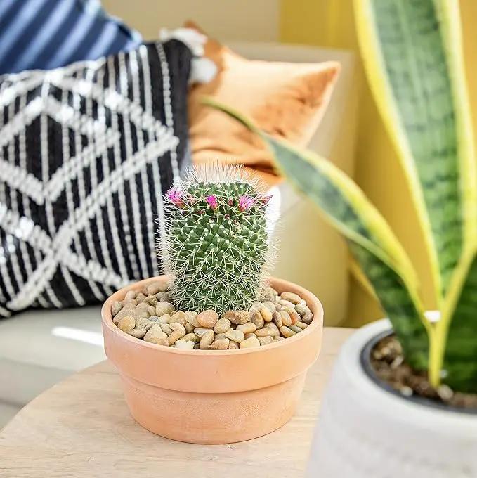 Altman Plants, Assorted Cactus Plants Live Plants (3PK), Cactus Plant Live Succulents Plants Live Cactus Decor, Indoor Plants Live House Plants in Cactus Soil, Live Cacti Plants Live Succulent Plants by GreenHaven Gardens