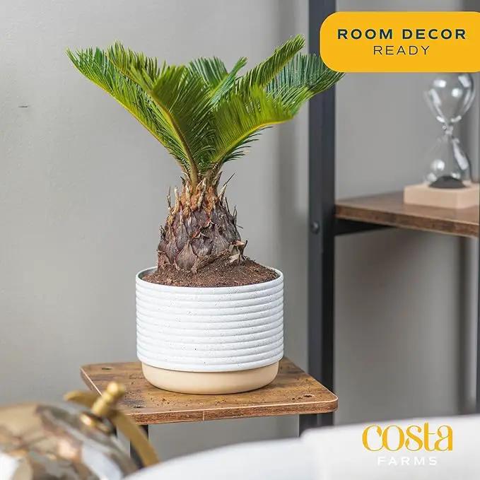 Costa Farms Live Sago Palm, Easy to Grow Live Indoor Plant, Houseplant in Ceramic Plant Pot, Home and Room Decor, 1 Foot Tall by GreenHaven Gardens