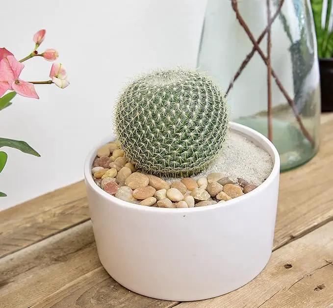 Altman Plants, Assorted Cactus Plants Live Plants (3PK), Cactus Plant Live Succulents Plants Live Cactus Decor, Indoor Plants Live House Plants in Cactus Soil, Live Cacti Plants Live Succulent Plants by GreenHaven Gardens