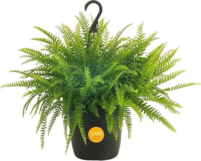 Costa Farms Boston Fern Live Plant, Outdoors or Indoor Houseplant in Hanging Basket Planter, Ferns Soil Mix, Real Plants Gift, Housewarming, Patio, Balcony, Front Porch Decor, 1-2 Feet Tall and Wide by GreenHaven Gardens