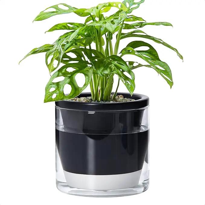 D'vine Dev 6 Inch Design Self Watering Planter for Indoor Plants, Black Terracotta Pot with Cylinder Glass Cup, 37-X-B-3 by GreenHaven Gardens