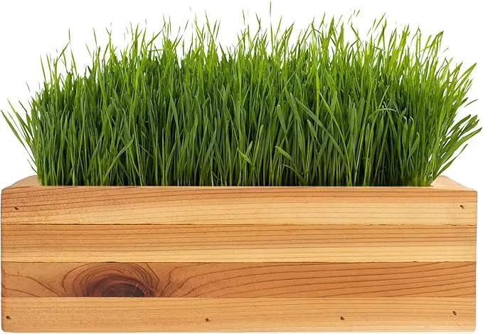 Cat Grass for Indoor Cats Kit – Organic & Handcrafted Cedar Planter with Fast-Growing Wheatgrass for Cats, Hairball Remedy with Pet-Friendly Planter (Natural) by GreenHaven Gardens