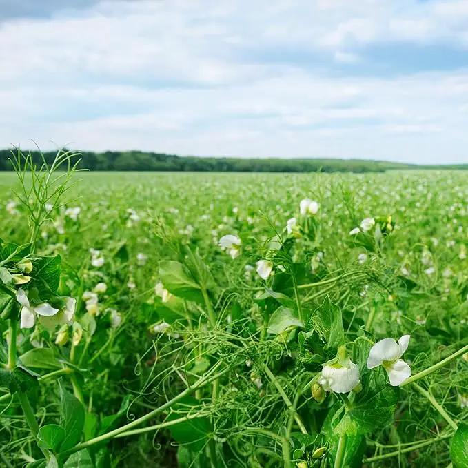 Outsidepride Dundale Spring Field Peas Seeds - 20 lbs. Annual, High-Protein Legume & Cover Crop Seeds for Forage, Food Plot, Gardens & Pastures - Ideal for Improving Soil Health, & Erosion Control by GreenHaven Gardens