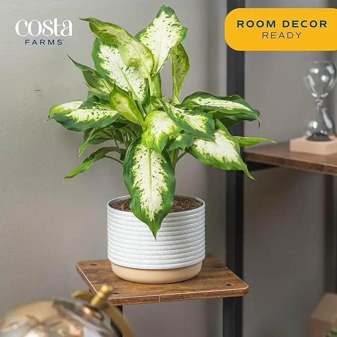 Costa Farms Dieffenbachia Live Plant Indoor, Easy Grow Light and Watering Houseplant, Potted in Indoors Garden Decor Plant Pot, Soil, Grower's Choice, Home and Office Plants Decor, 1 Foot Tall by GreenHaven Gardens