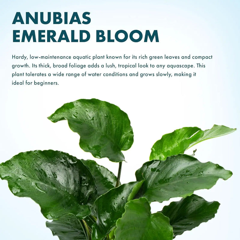 Live Jungle Plants - Anubias Emerald Bloom (Anubias barteri) - Compact Epiphytic Rhizome Plant for Midground Freshwater Aquascapes, Emerald Green Accent - Pot by GreenHaven Gardens