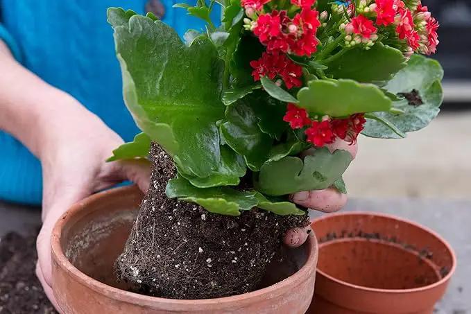 Kalanchoe Plant Premium Potting Mix - Optimize Growth with Natural Ingredients - 1 Quart by GreenHaven Gardens