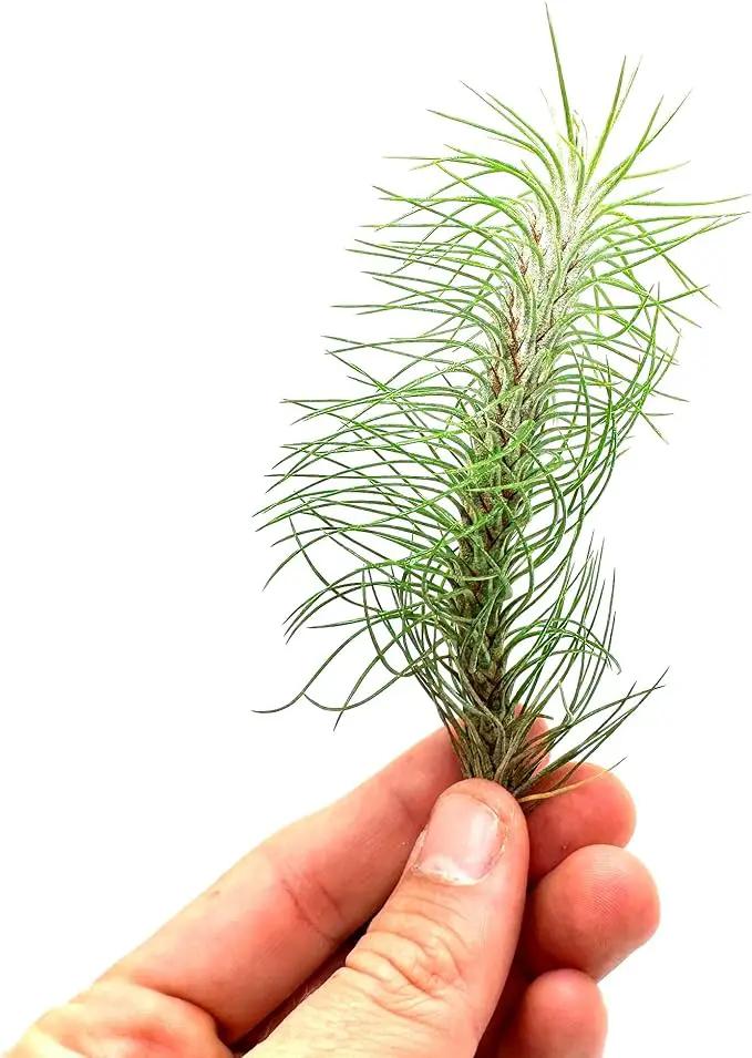 Air Plants - Colombian Tillandsia Funckiana, Large 5" - 1ct - Live Arrival Guaranteed - House Plants for Home Decor & Gift by GreenHaven Gardens