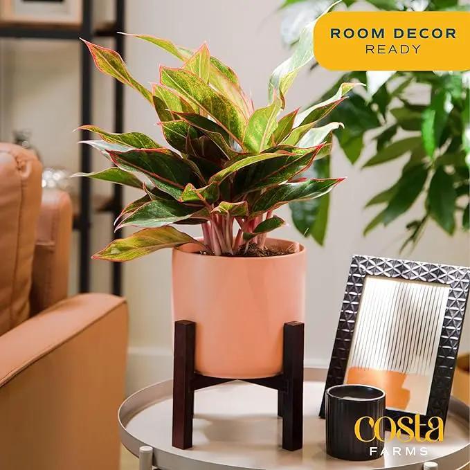 Costa Farms Red Chinese Evergreen Live Indoor Plant, Easy Care Houseplant in Modern Decor Planter, Excellent Housewarming Gift, Unique Home Decor, Room Décor, 15-Inches Tall by GreenHaven Gardens