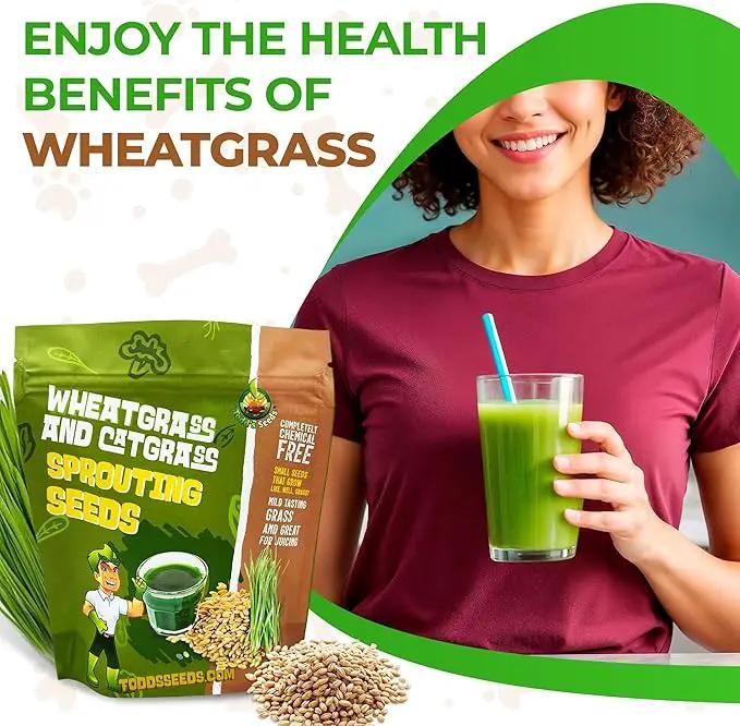 Todd’s Seeds – Cat Grass for Indoor Cats, 1lb Wheatgrass – Premium, Non-GMO, Pet-Safe & Easy to Grow – No Fillers, 100% Chemical-Free by GreenHaven Gardens