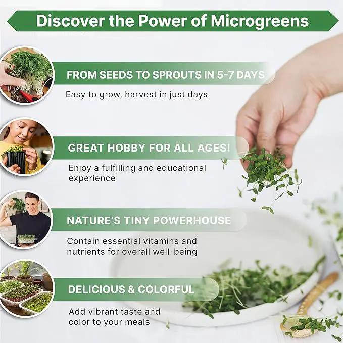 Organo Republic Beet Sprouting & Microgreens Seeds - 20,000 Non GMO Heirloom Seeds, Sprouts in Bulk 1lb Resealable Bag for Planting and Growing in Soil, Coconut Coir, Aeroponic & Hydroponic System by GreenHaven Gardens