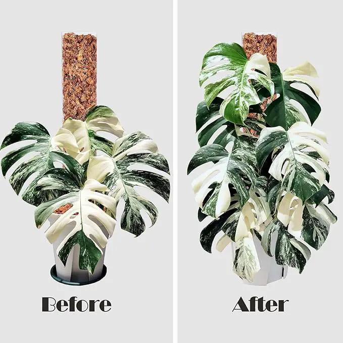 Plastic Moss Pole 4 Pcs Plant Stakes Extending to 62 Inch for Training Indoor Climbing Plants Such as Monstera to Grow Upwards-Use Plant Support Poles Work with Sphagnum Moss or Other soils by GreenHaven Gardens