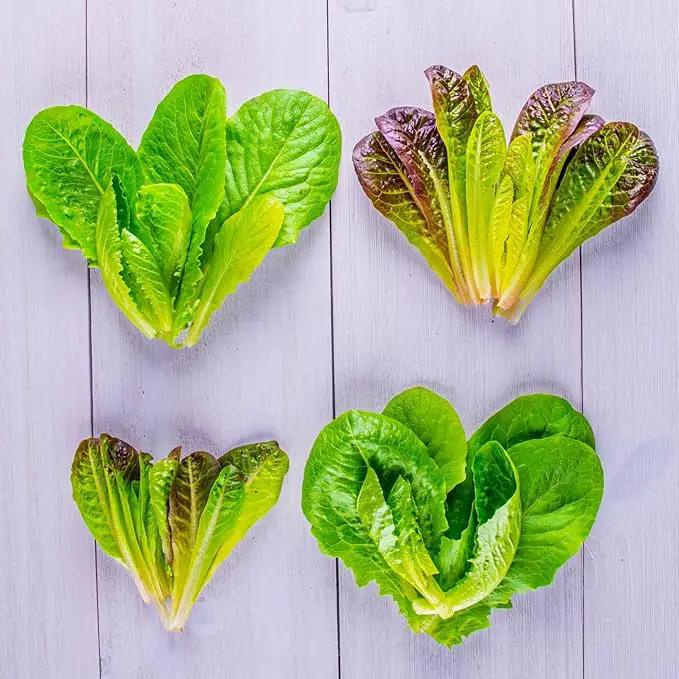 AeroGarden Mixed Romaine Lettuce Seed Pod Kit, Green,Red (9-pod) by GreenHaven Gardens
