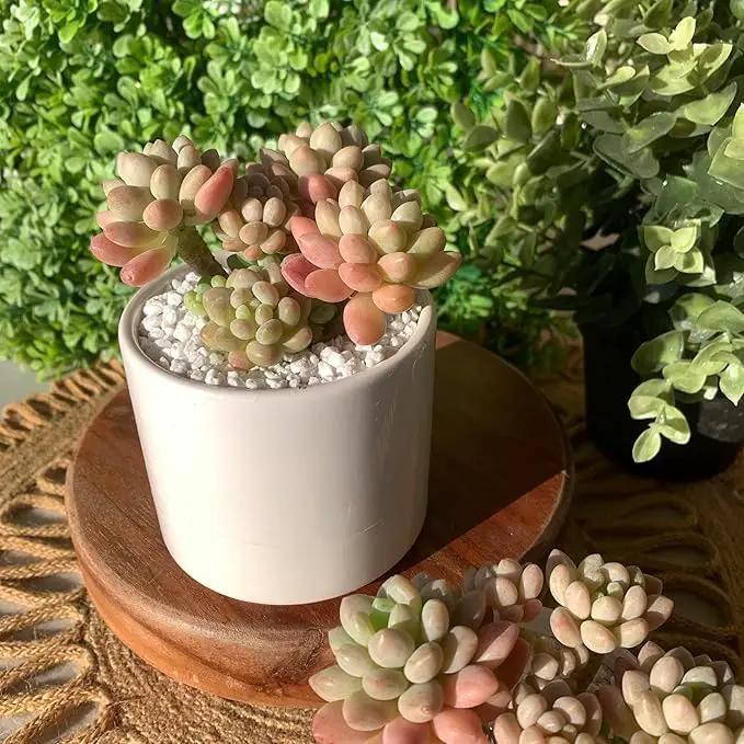 Sedum Caviar Rare Live Succulent Plants, Pink Cluster 3 Live Plant, Package Without Pot Soil, Garden Indoor Office Desk, Wedding Party Baby Shower Decoration, Friend Plant Lovers Gifts by GreenHaven Gardens