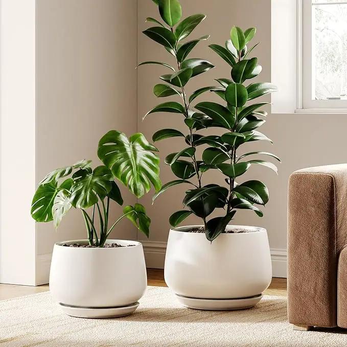 LE TAUCI Ceramic Plant Pots, Set of 2, 10 + 12 Inch Plant Pot, Elegant Planters for Indoor Plants, Sturdy Planter with Drainage Hole and Saucers, Perfect for Home Decor, White by GreenHaven Gardens