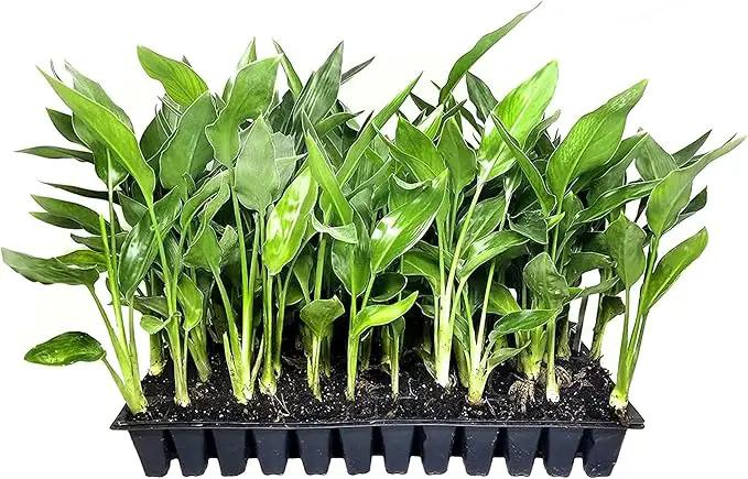 Orange Bird of Paradise | Strelitzia Reginae | 3 Live Plants | Tropical Perennial Blooming Specimen by GreenHaven Gardens