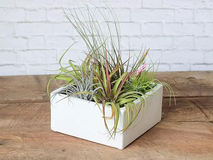 Air Plant Shop 20 Pack Tillandsia Air Plant Grab Bag of Premium Medium & Large Plants- Wholesale and Bulk - Succulents - Live Tillandsia - Easy Care Indoor and Outdoor House Plants by GreenHaven Gardens