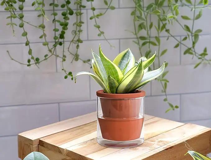 D'vine Dev 4 Inch Design Self Watering Planter for Indoor Plants, Terracotta Pot with Cylinder Glass Cup, Set of 4, 37-X-A-4 by GreenHaven Gardens