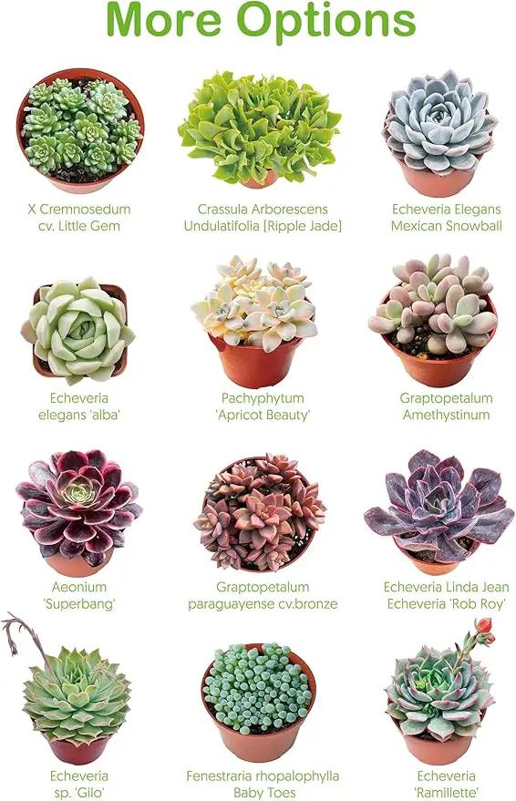 2" Live Succulent 'Baby Toes', Rare Succulent Plants Fully Rooted in Pots, Unique House Plant for DIY, Party Favor, Home Office Decoration by GreenHaven Gardens
