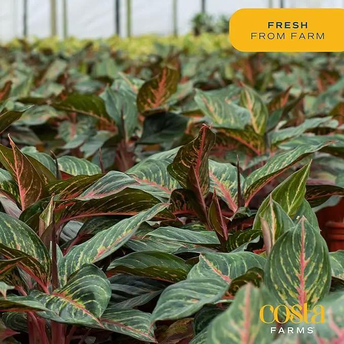 Costa Farms Red Chinese Evergreen Live Indoor Plant, Easy Care Houseplant in Modern Decor Planter, Excellent Housewarming Gift, Unique Home Decor, Room Décor, 15-Inches Tall by GreenHaven Gardens