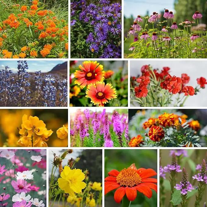 Wildflower Seeds Bulk – National Wildflower Seed Collection – Perennial Wildflowers Mix – Flower Seeds for Planting – Wild Flowers (Save The Monarchs) by GreenHaven Gardens