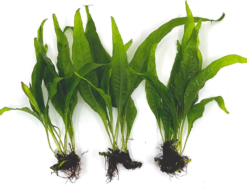 3 Aquatic Plants Bundle | Live Plants for Freshwater Aquariums (3 X Microsorum Java Fern Plants) by GreenHaven Gardens
