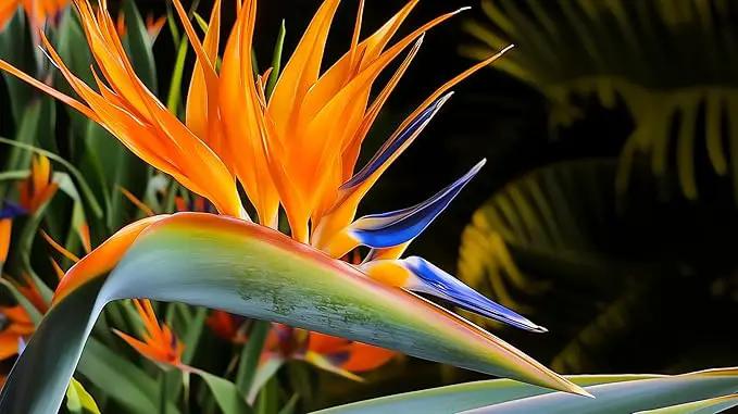 Orange Bird of Paradise | Strelitzia Reginae | 3 Live Plants | Tropical Perennial Blooming Specimen by GreenHaven Gardens
