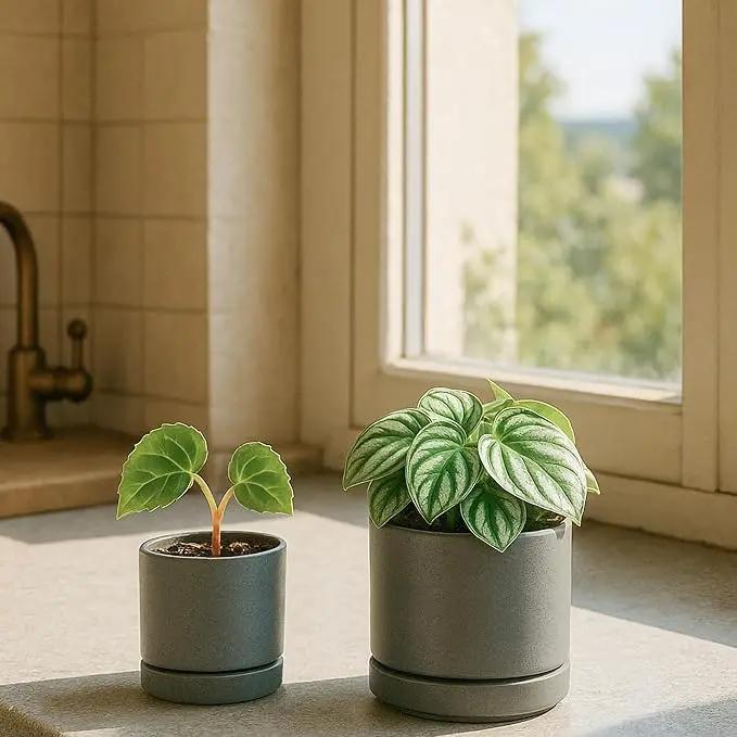 D'vine Dev 3.5 Inch & 4.7 Inch Ceramic Planter Pots for Plants with Drainage Hole and Saucer, X-Small Plant Pots Set, Speckled Grey, 94-G-XS-3 by GreenHaven Gardens