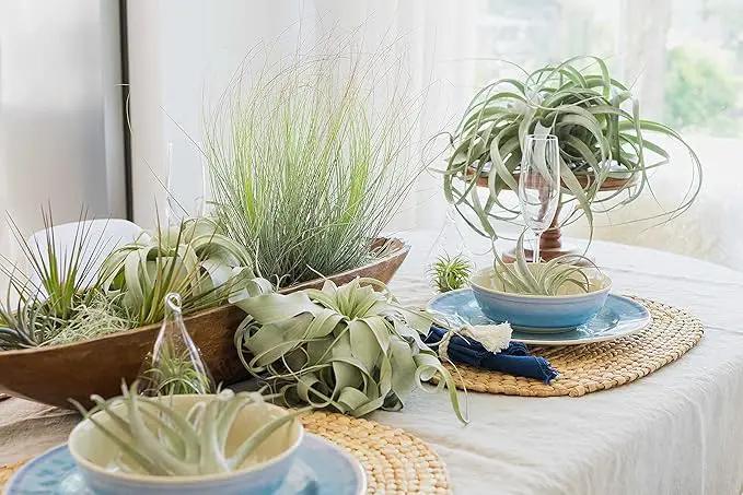 12 Pack of Classic Air Plants Variety - Live Succulent House Plants - Available in Wholesale and Bulk - Home and Garden Decor - Easy Care Indoor/Outdoor Air Plant by GreenHaven Gardens