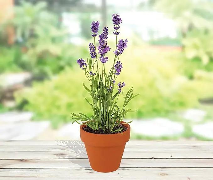 Buzzy Seeds Terracotta Mini Grow Pots | Herb, Plant, Flower Starter Kit for Kids & Adults | Assorted 20-Pack, | Lavender Seeds Guaranteed to Grow | Best Indoor Grow Your Own Plant Gardening Gift by GreenHaven Gardens