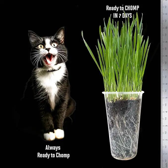 Cat Grass Seeds – Soft, Tasty Wheatgrass – Grows 8 Pots of Fresh Cat Grass for Indoor Cats & Kittens – Easy & Fast to Grow – Small Pack Grows 100 Square inches of Edible cat Grass Vitamunch by GreenHaven Gardens