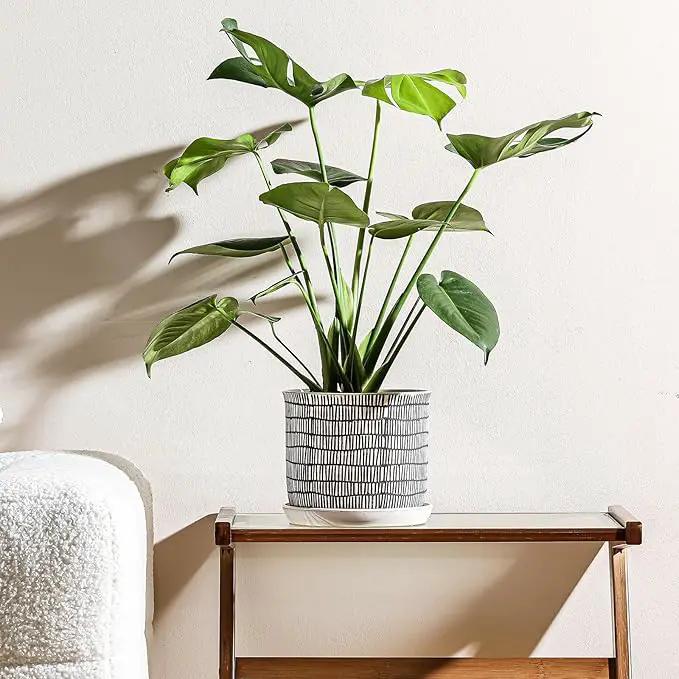 8 Inch Plant Pot: Ceramic Planter with Drainage Hole & Saucer - Cylinder Flowerpot for Indoor & Outdoor Plants - with Separate Tray for Home & Office - Striped Design by GreenHaven Gardens