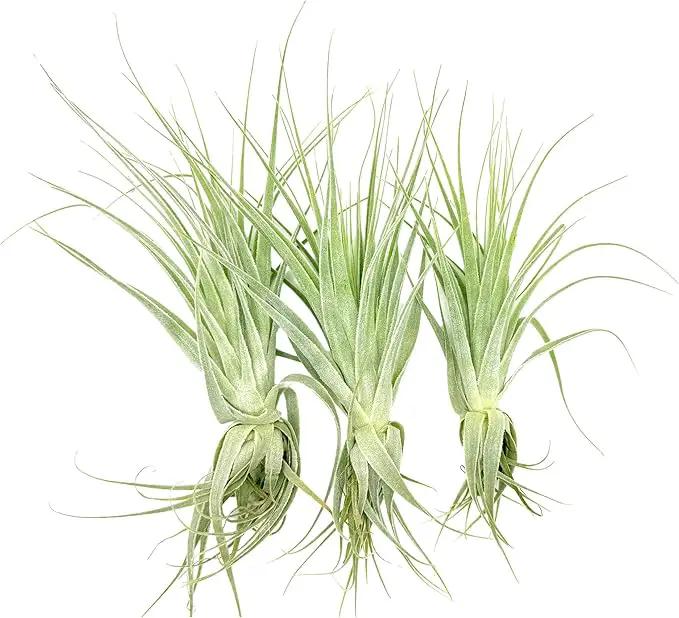 Live Air Plant - Tillandsia Gardneri 5-7” - 3ct - ragnaroc Rare Collectors Indoor Tropical Plant - Live Arrival Guaranteed - House Plants for Home Decor & Gift by GreenHaven Gardens