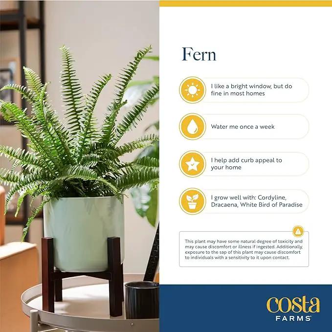 Costa Farms Ferns (2 Pack), Live Premium Boston Fern Plants in Hanging Basket Planters, Houseplants Potted in Soil Potting Mix, Outdoor Garden Gift, Beautiful Home Patio Décor, 16-Inches Tall by GreenHaven Gardens