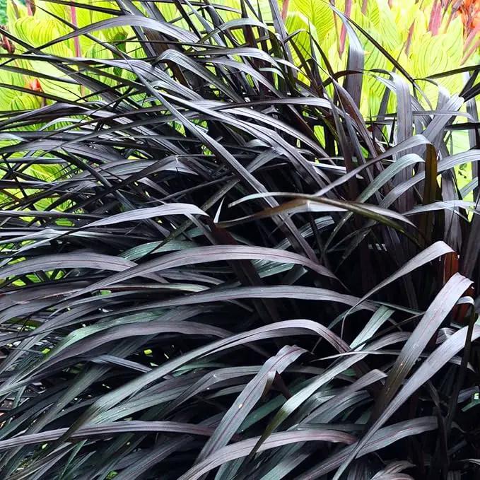 Pack 3 Fountain Grass Plants Live, 5-9 Inch Tall, Ornamental Grasses Live Plants Perennial, Well-Rooted Perennial Grass Clumps (Black Fountain Grass) by GreenHaven Gardens