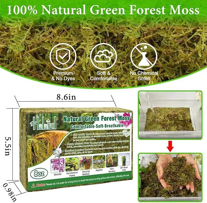 Halatool 8OZ Green Forest Moss- 12QT Natural Sphagnum Moss for Plants Fluffy Orchid Moss for Orchids Repotting Dried Plant Moss for Potted Plants Indoor & Outdoor by GreenHaven Gardens