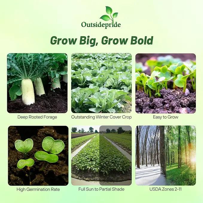 Outsidepride Annual Daikon Radish Seeds - 5 lbs. Chinese, Japanese, & Oriental Radish Seeds for Soil Health, Erosion Control, & Soil Aeration - Ideal for Gardens, Cover Crops, Pastures, & Food Plots